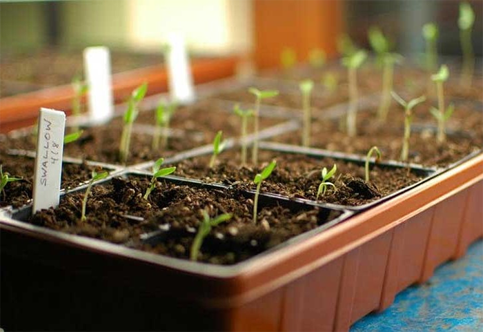 بستر کشت چیست؟