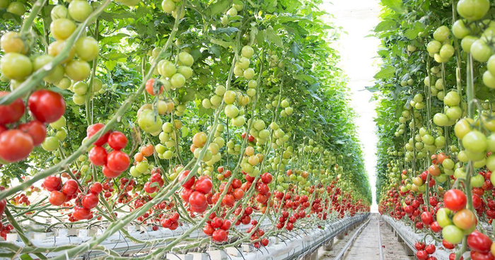 گیاهان مناسب برای کشت هیدروپونیک