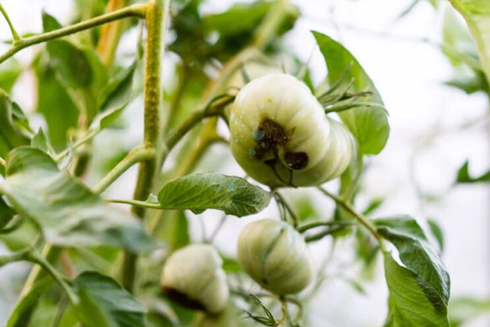 کنترل دما برای پیشگیری از خسارات آفات در گلخانه