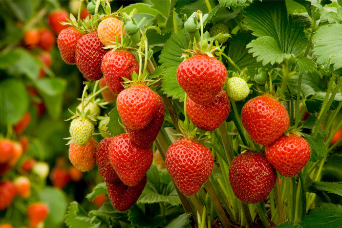 گیاهان خوراکی گلخانه‌ای کم‌آب
