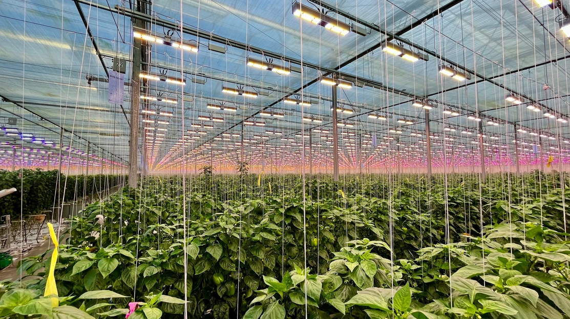 سیستم نورپردازی LED در گلخانه برای بهبود رشد گیاهان