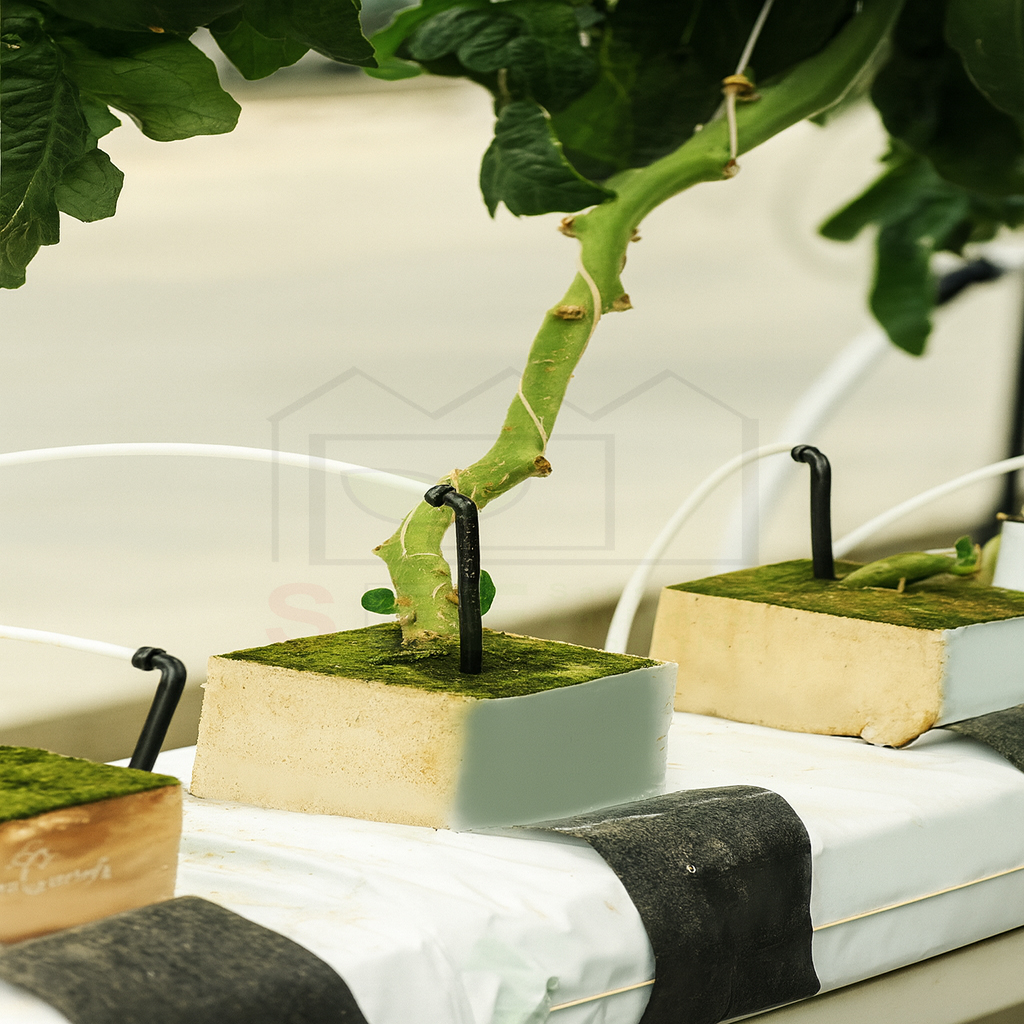 اتصال لوله آبیاری باریک به اسپایک در سیستم قطره ای