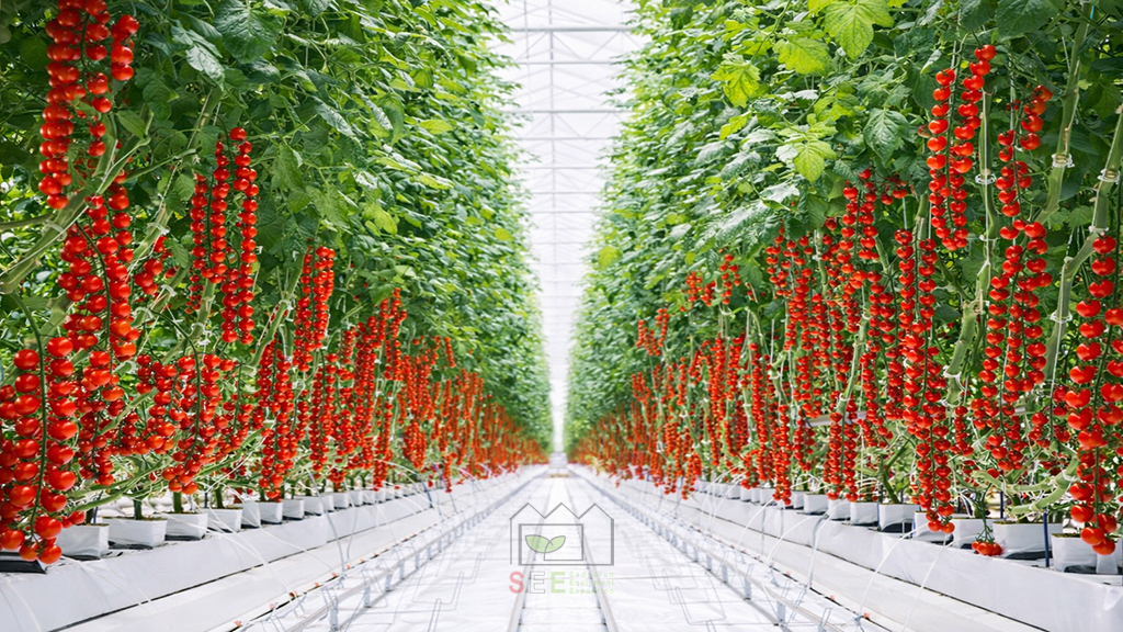 کشت گوجه فرنگی گلخانه ای به روش صنعتی