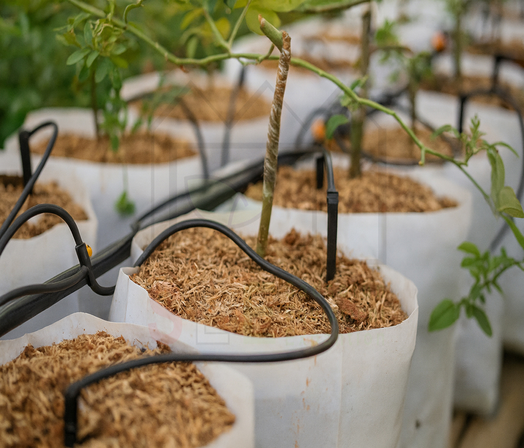 نصب لوله اسپاگتی روی بستر کشت و گلدان در گلخانه