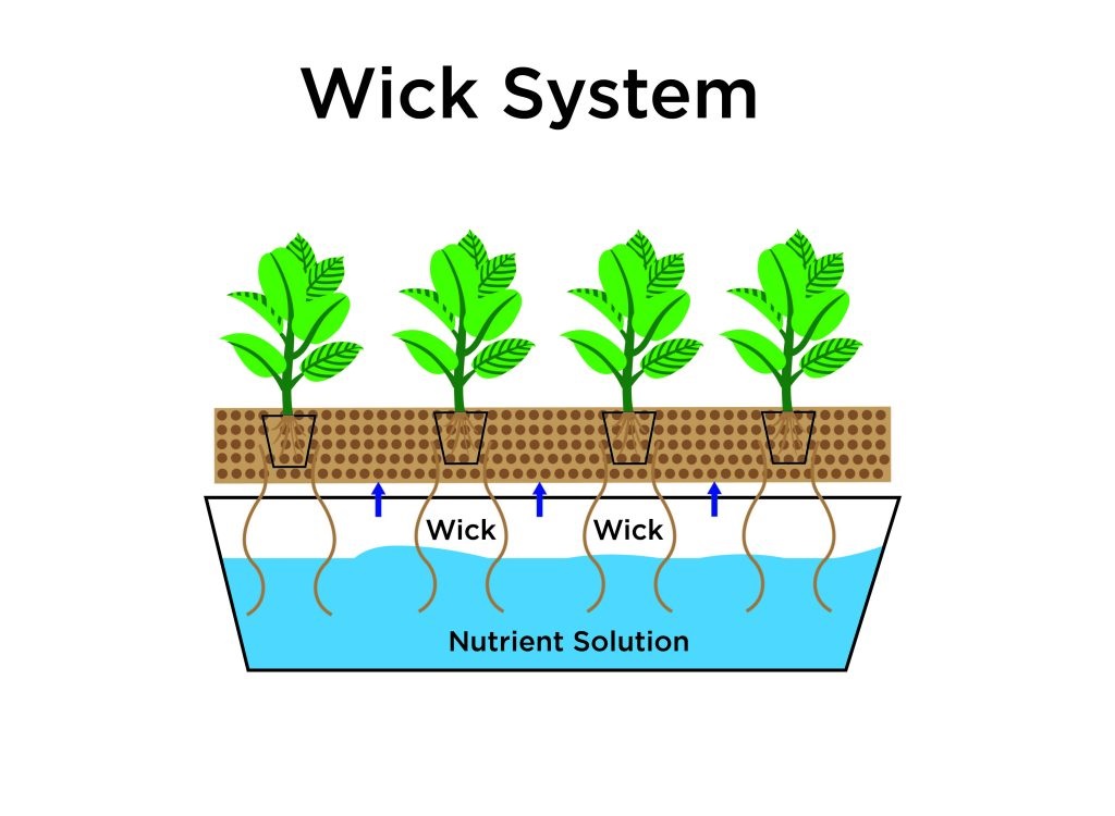 کشت هیدروپونیک لوازم گلخانه هیدروپونیک تجهیزات گلخانه مهندسی تجهیز گستر صدستون سیستم فیتیله‌ای (Wick System)