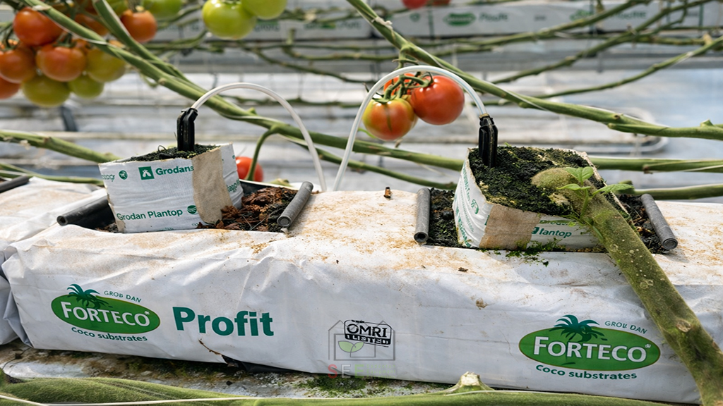 بستر کشت گوجه فرنگی در گلخانه