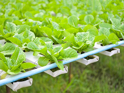 معرفی گیاهان گلخانه ای کم آب