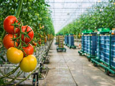 نحوه کشت صفر تا صد گوجه فرنگی گلخانه ای