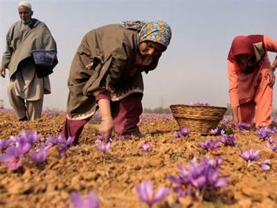 همه چیز در مورد کشت زعفران گلخانه ای