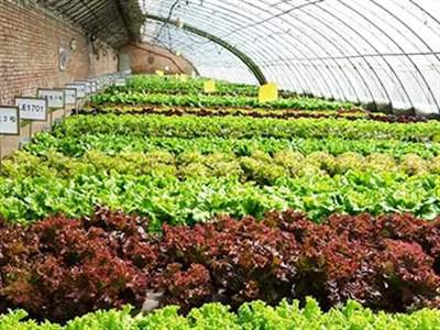 نحوه پرورش کاهو در گلخانه