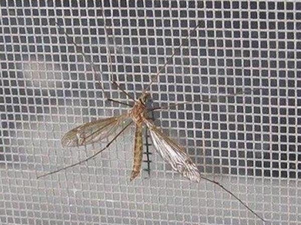Greenhouse Insect Net Mesh 40