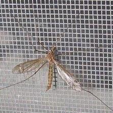 Greenhouse Insect Net Mesh 40