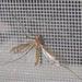 Greenhouse Insect Net Mesh 40