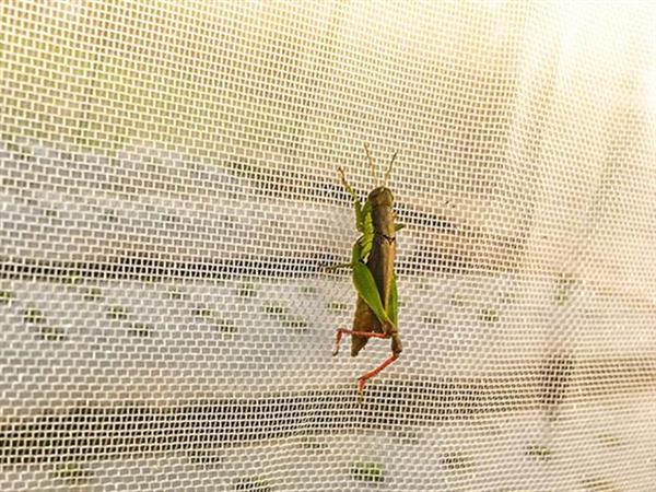Insect Net Mesh 50