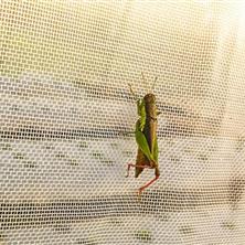 Insect Net Mesh 50