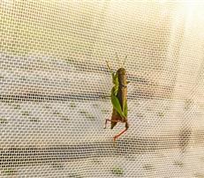Insect Net Mesh 50