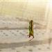 Insect Net Mesh 50